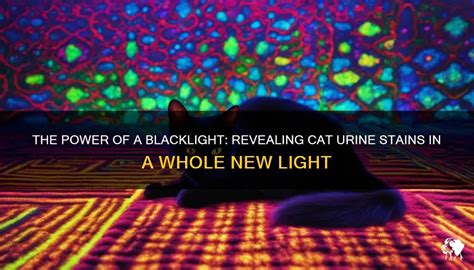 does black light show cat urine does black light detection technology have any practical applications in detecting feline waste products?